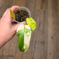Philodendron Florida Beauty X Mayoii