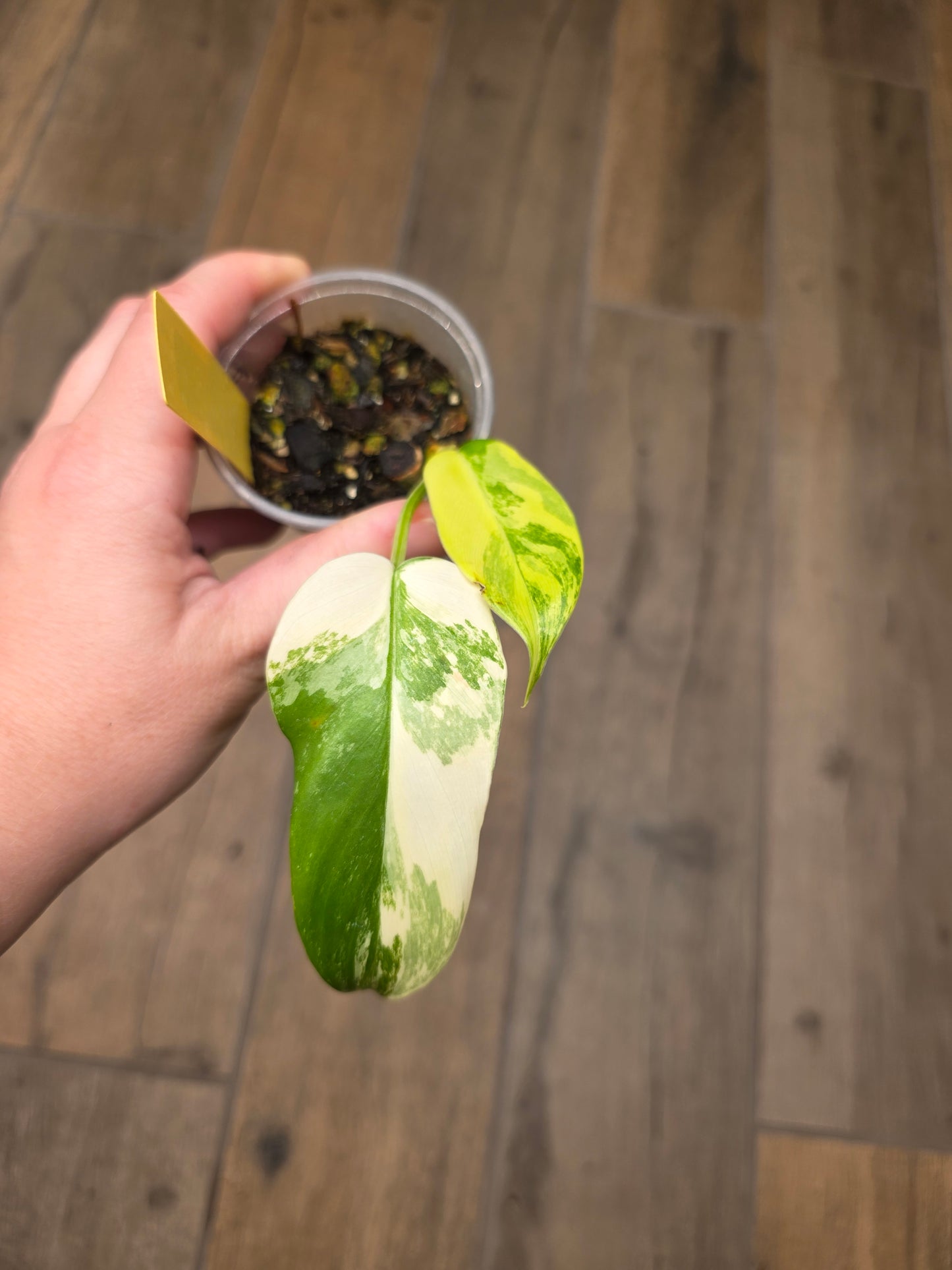 Philodendron Florida Beauty X Mayoii
