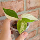 Philodendron Hederaceum Albo Variegata