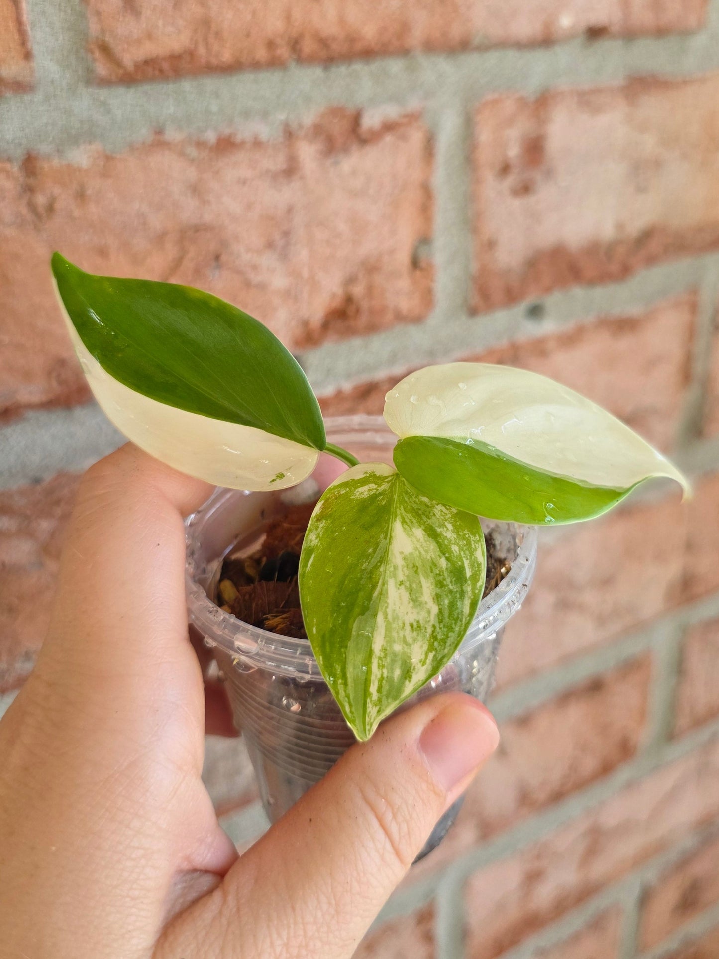 Philodendron Hederaceum Albo Variegata