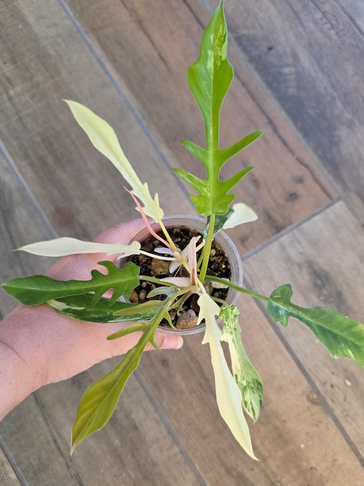 Philodendron Tortum X FL Beauty