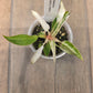 Philodendron Strawberry Marble