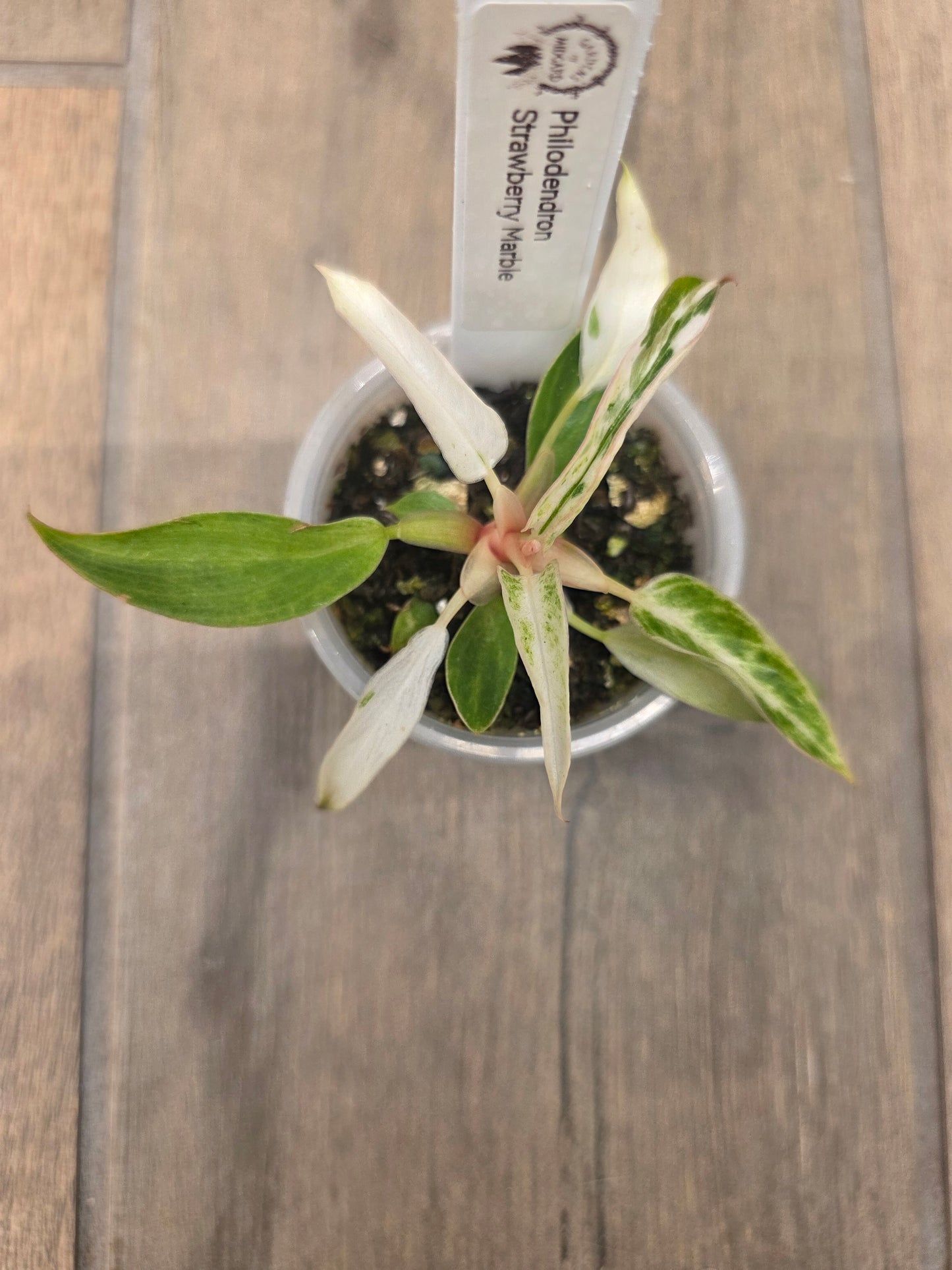 Philodendron Strawberry Marble