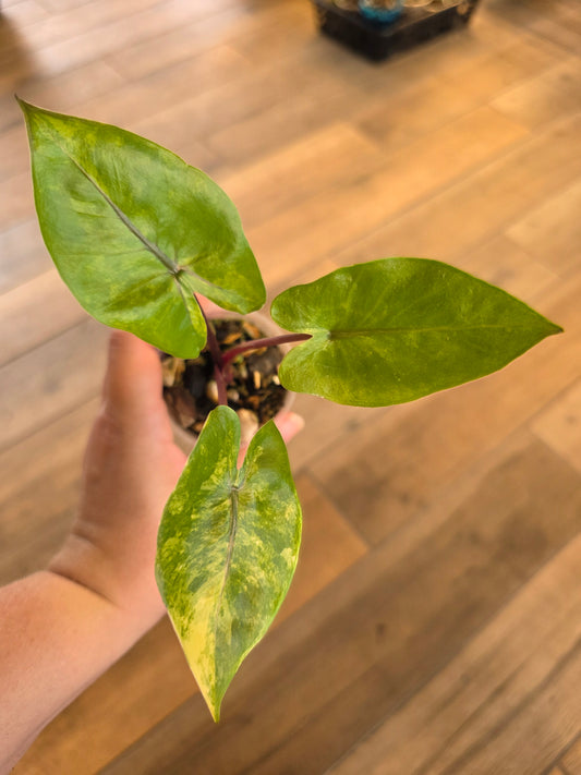 Alocasia Black Stem Aurea