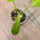 Philodendron Florida Beauty X Mayoii Variegated