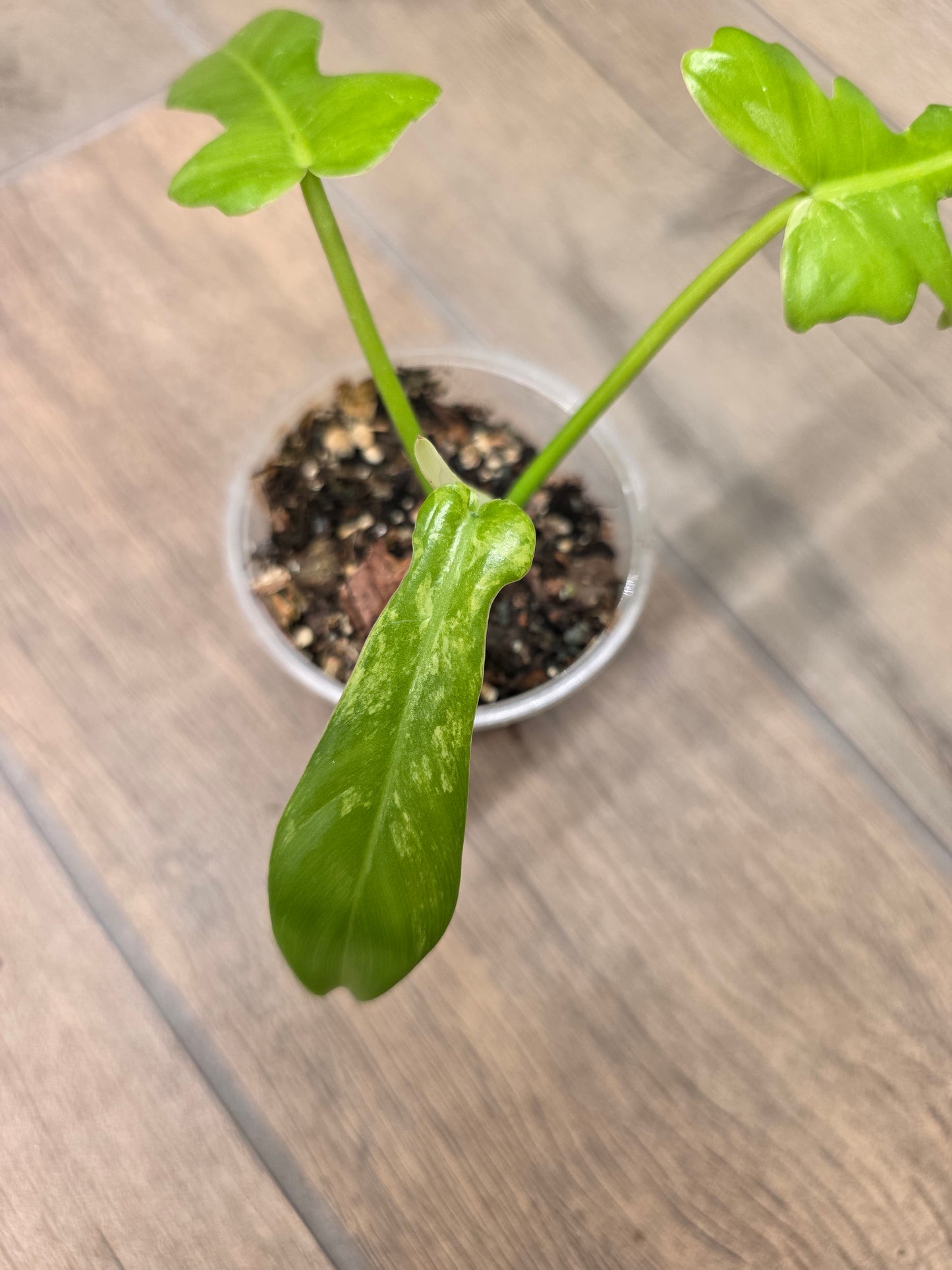 Philodendron Florida Beauty X Mayoii Variegated