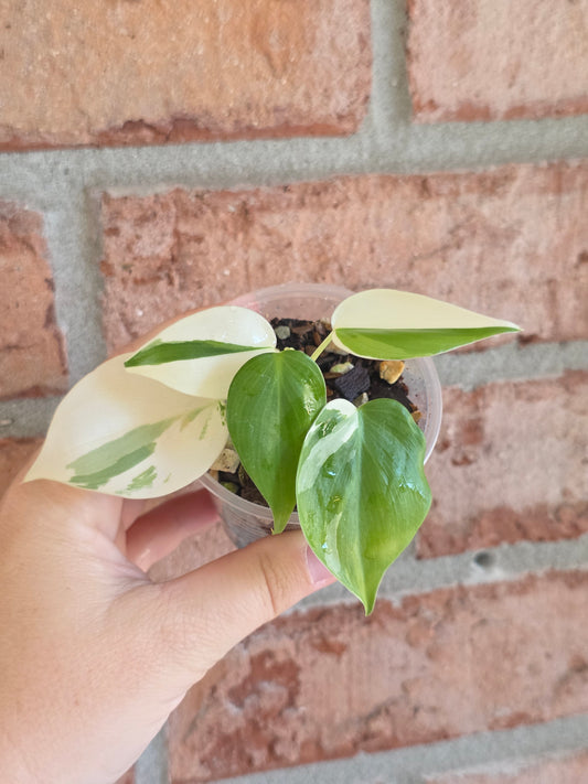 Philodendron Hederaceum Albo