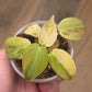 Philodendron Melanochrysum Orange/Pink