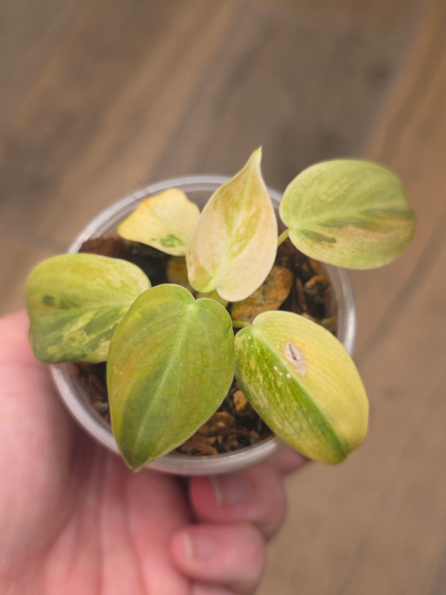 Philodendron Melanochrysum Orange/Pink