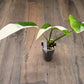 Epipremnum Giganteum Albo Variegated