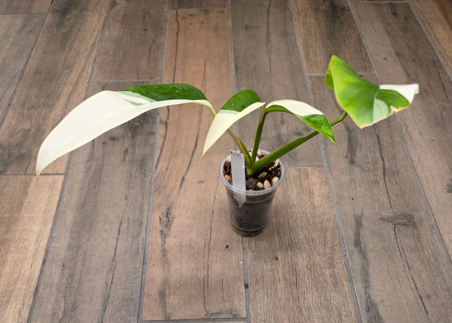 Epipremnum Giganteum Albo Variegated