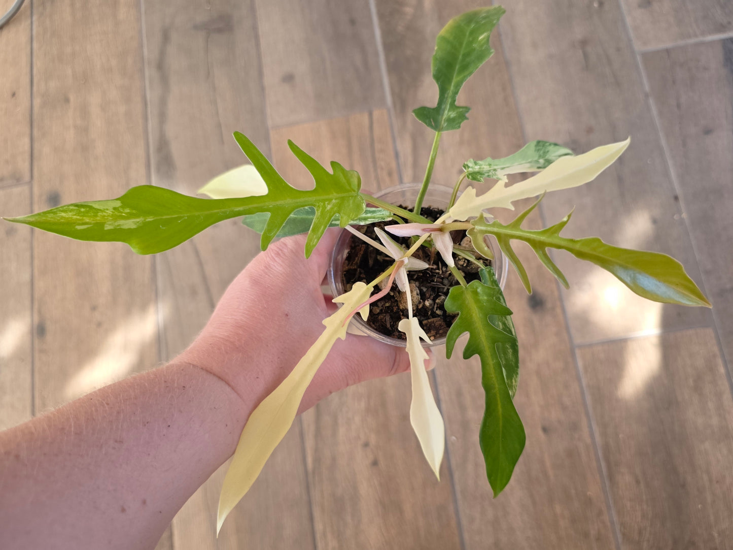 Philodendron Tortum X FL Beauty