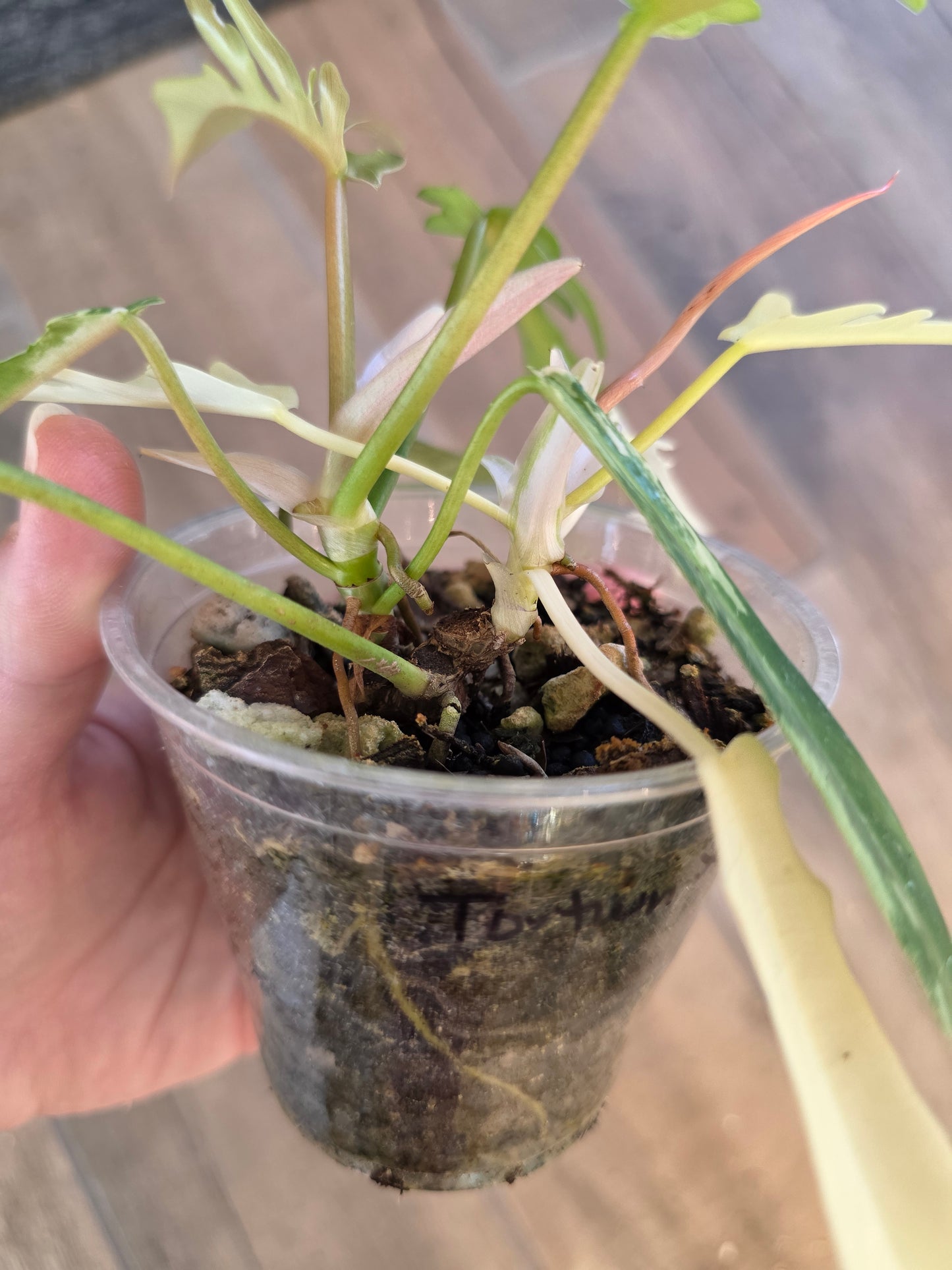 Philodendron Tortum X FL Beauty