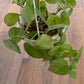 Philodendron Heartleaf Marble HB