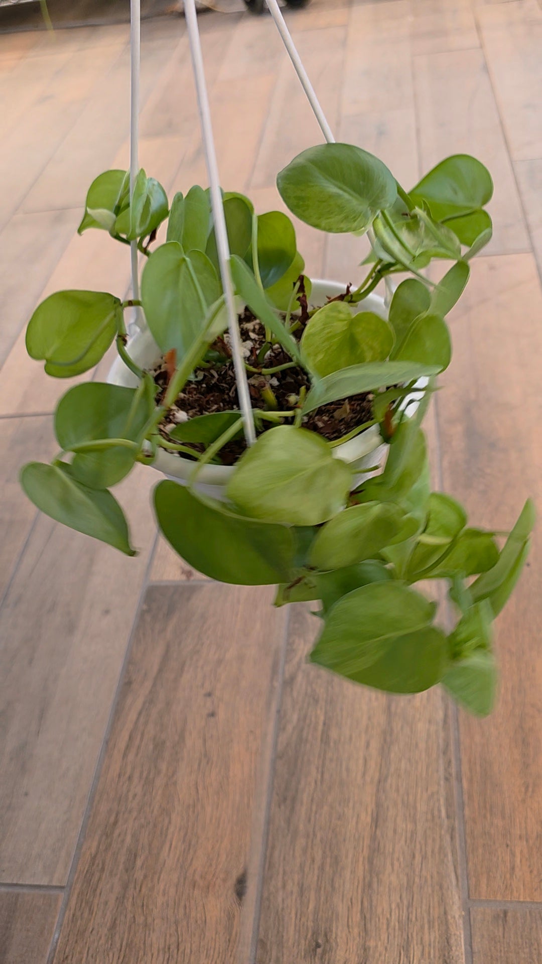 Philodendron Heartleaf Marble HB