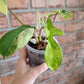 Philodendron Squamiferum Variegated