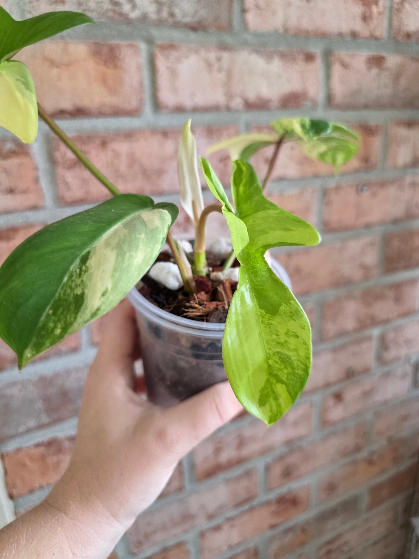 Philodendron Squamiferum Variegated