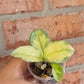 Hoya Argentea Princess