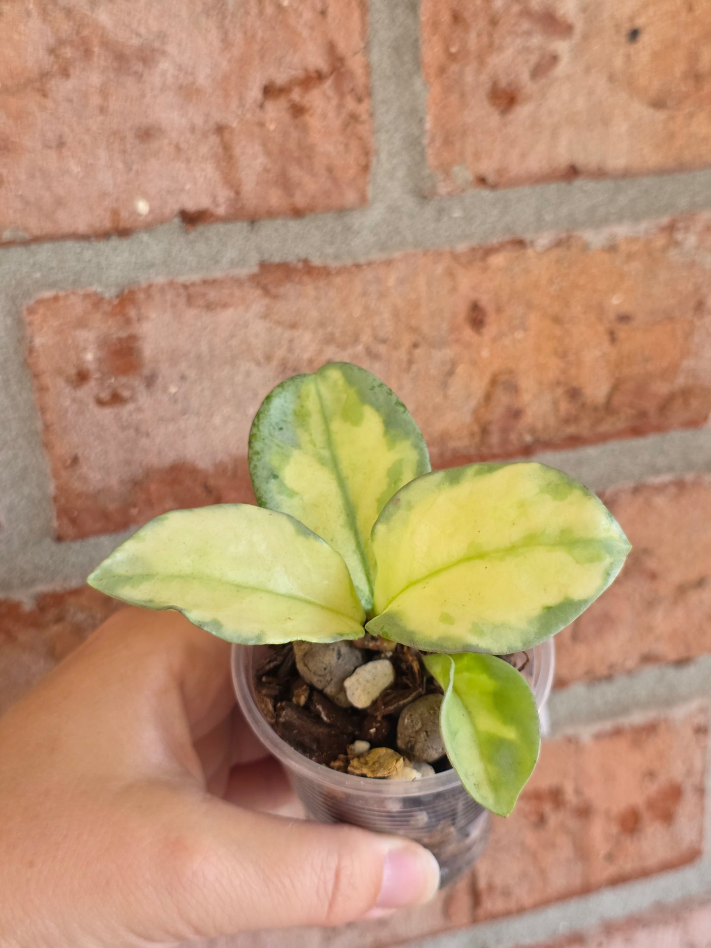 Hoya Argentea Princess