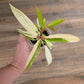 Philodendron Caramel Marble