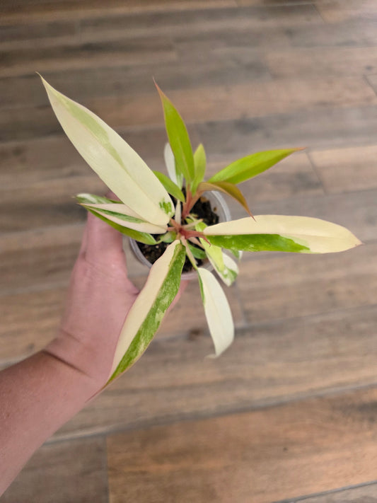 Philodendron Caramel Marble