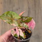 Syngonium Maria Variegated