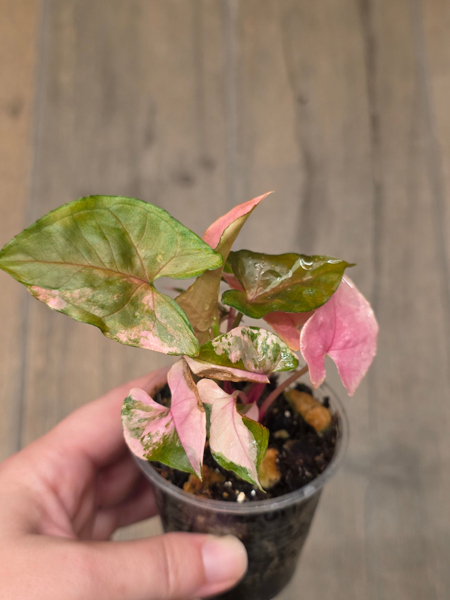 Syngonium Maria Variegated