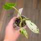 Philodendron Emerald Ice
