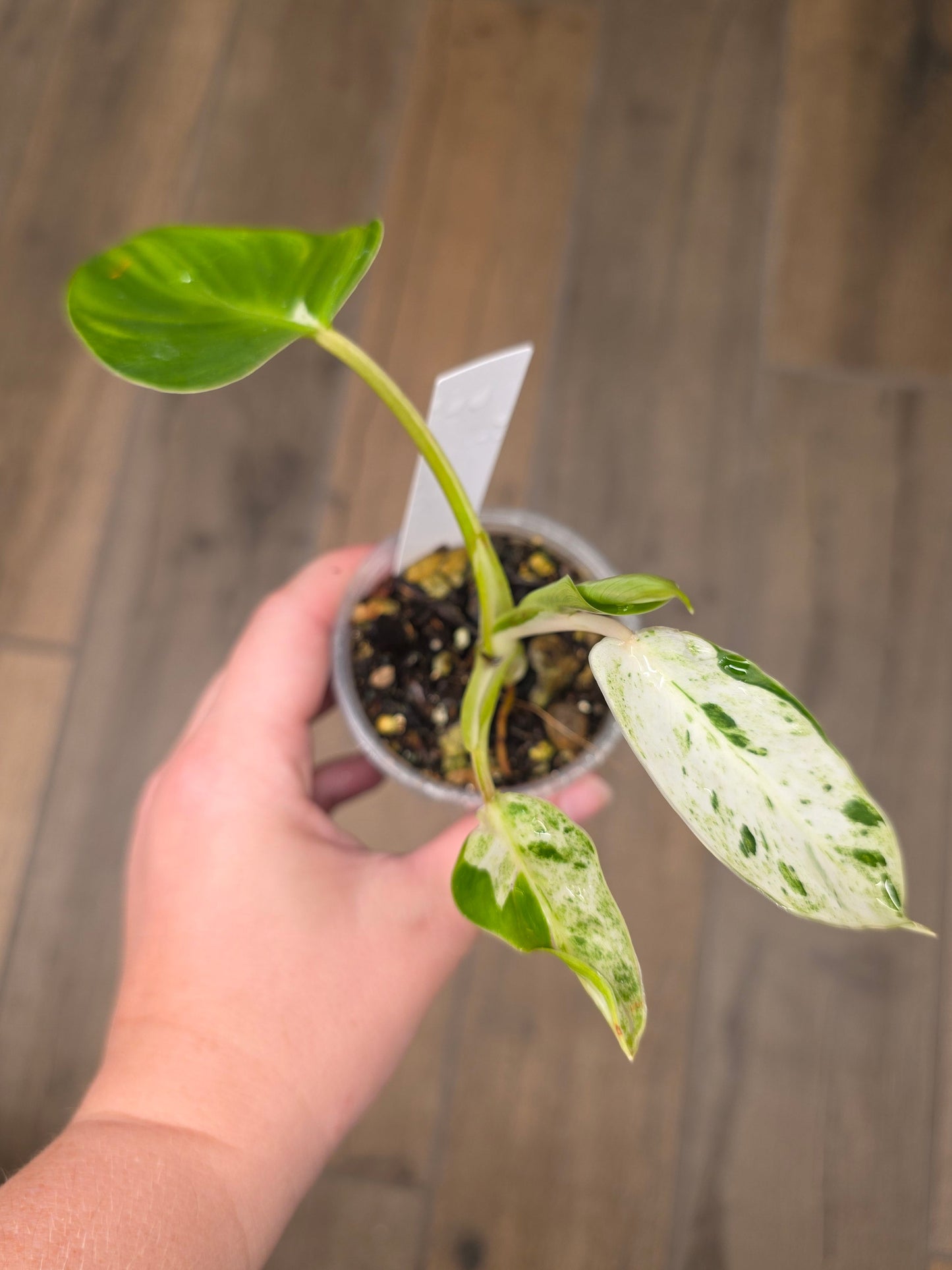 Philodendron Emerald Ice