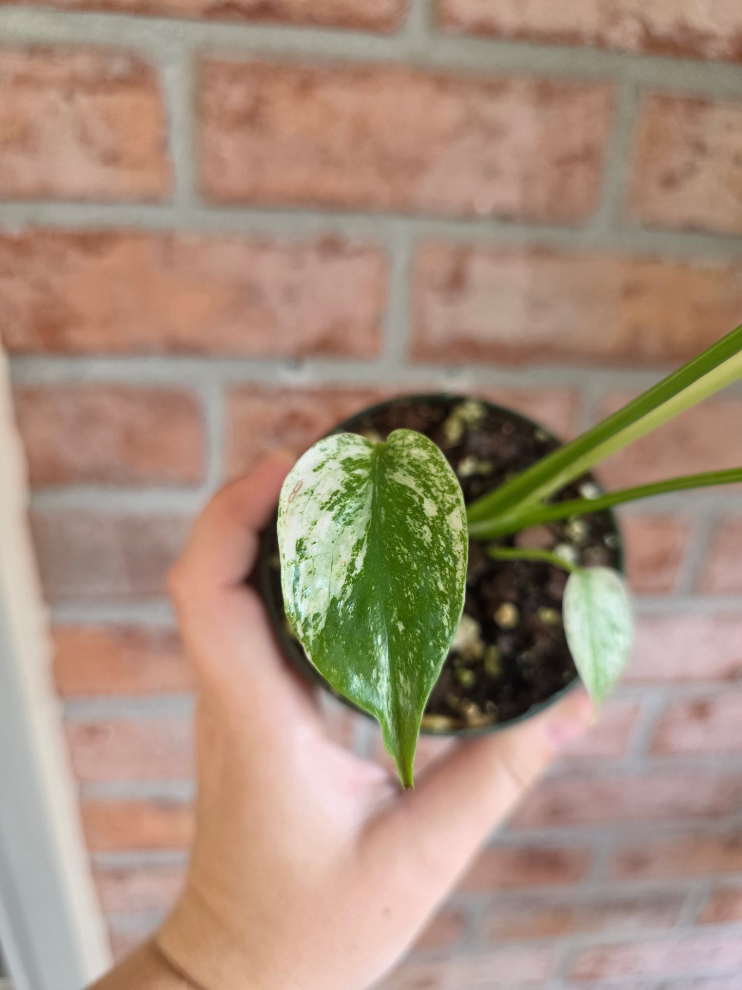 Monstera Mint