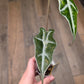 Alocasia Nobilis Aurea