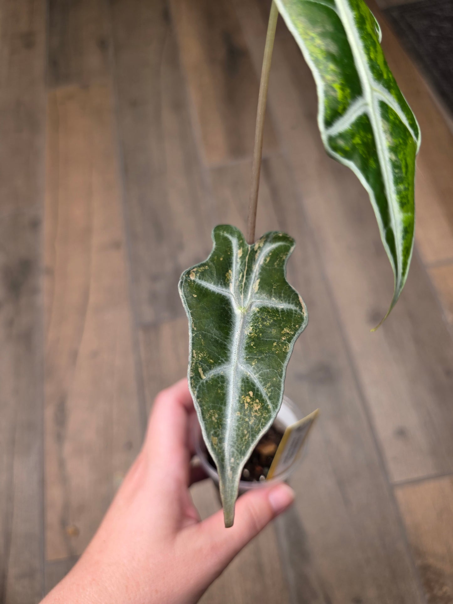 Alocasia Nobilis Aurea