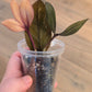 Raven ZZ Pink Variegated