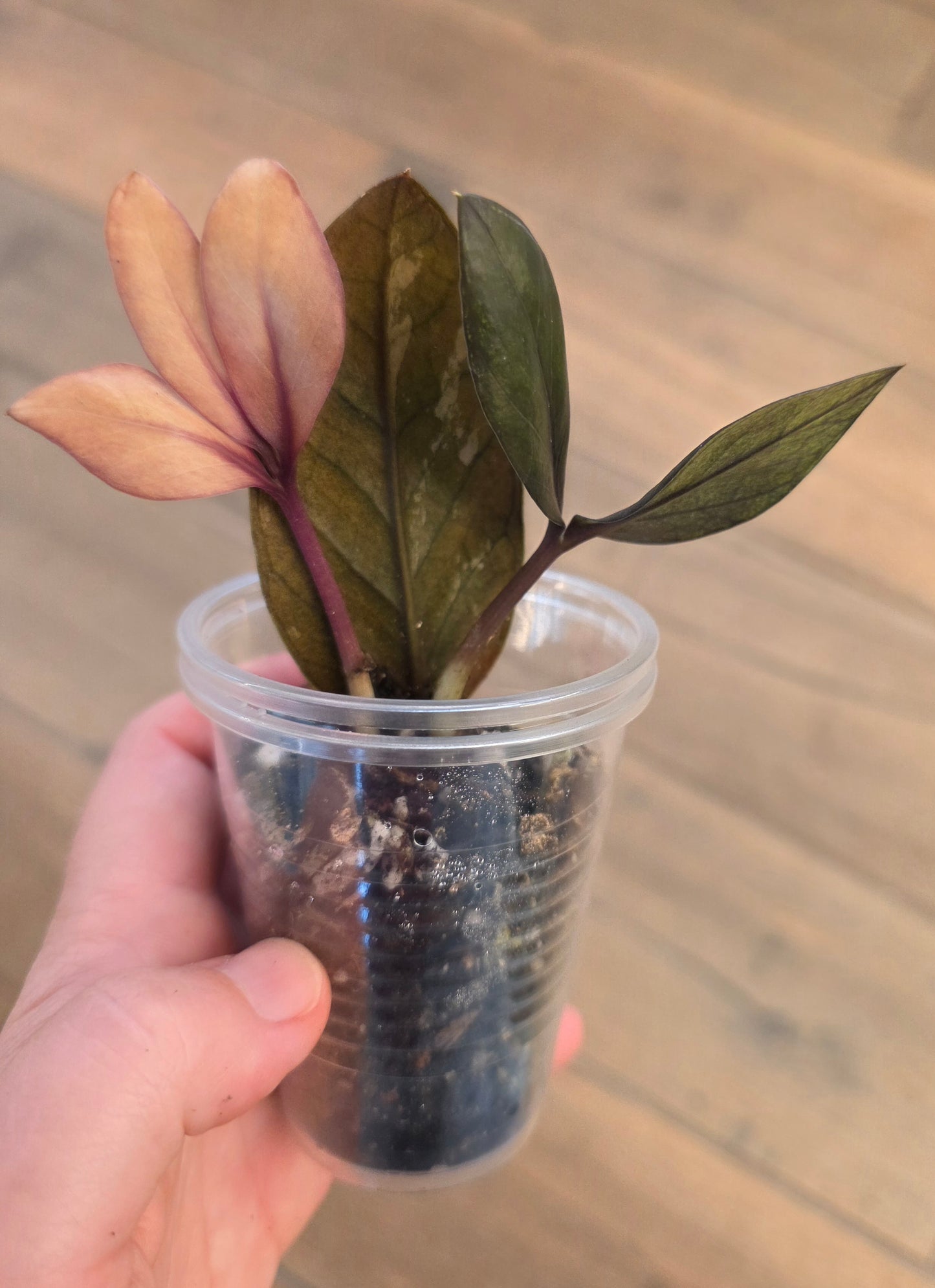 Raven ZZ Pink Variegated