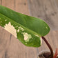 Philodendron Dark Lord Albo/Pink