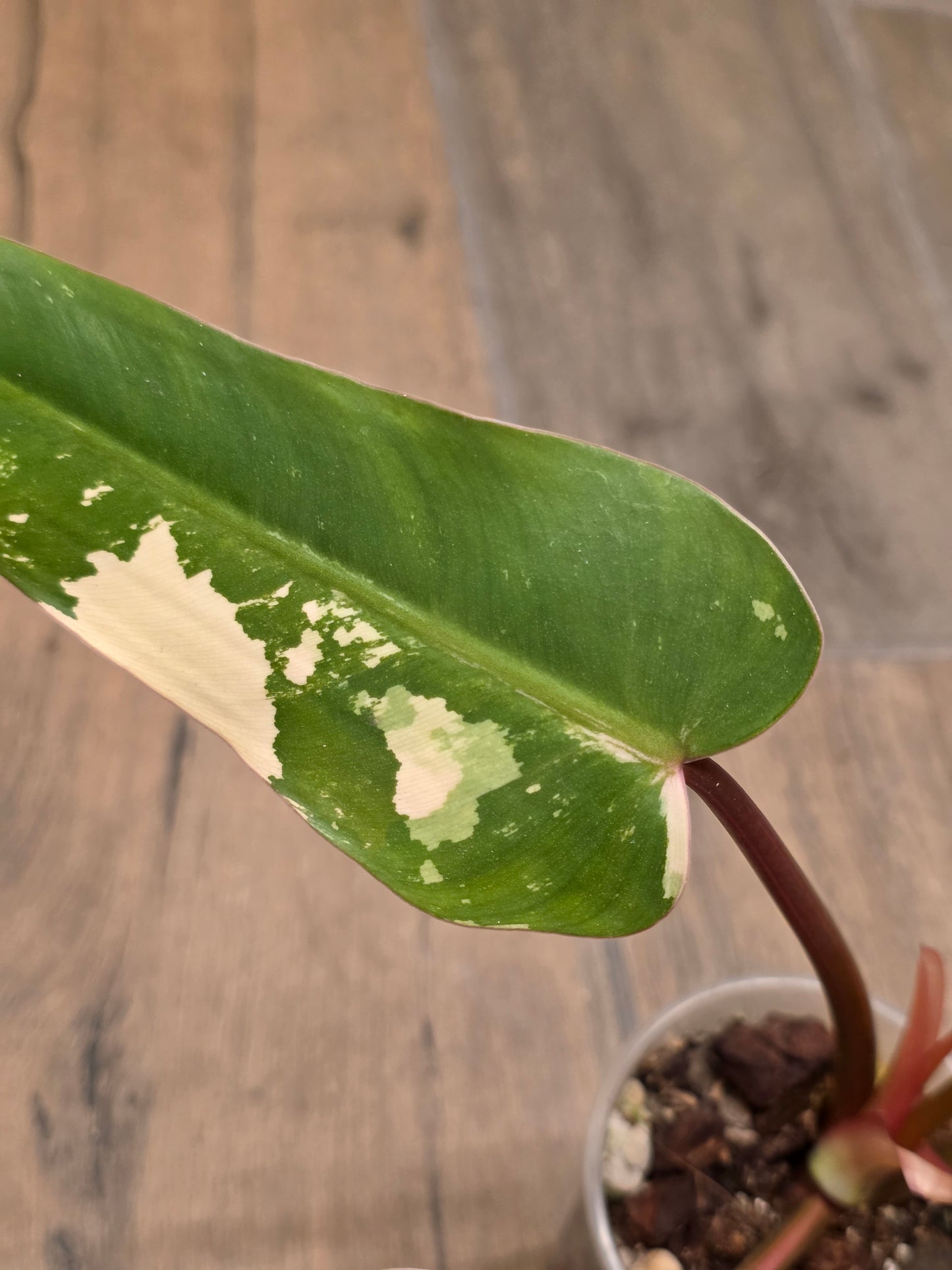 Philodendron Dark Lord Albo/Pink