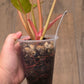 Philodendron Caramel Marble