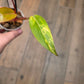 Philodendron Dark Lord Aurea Variegated