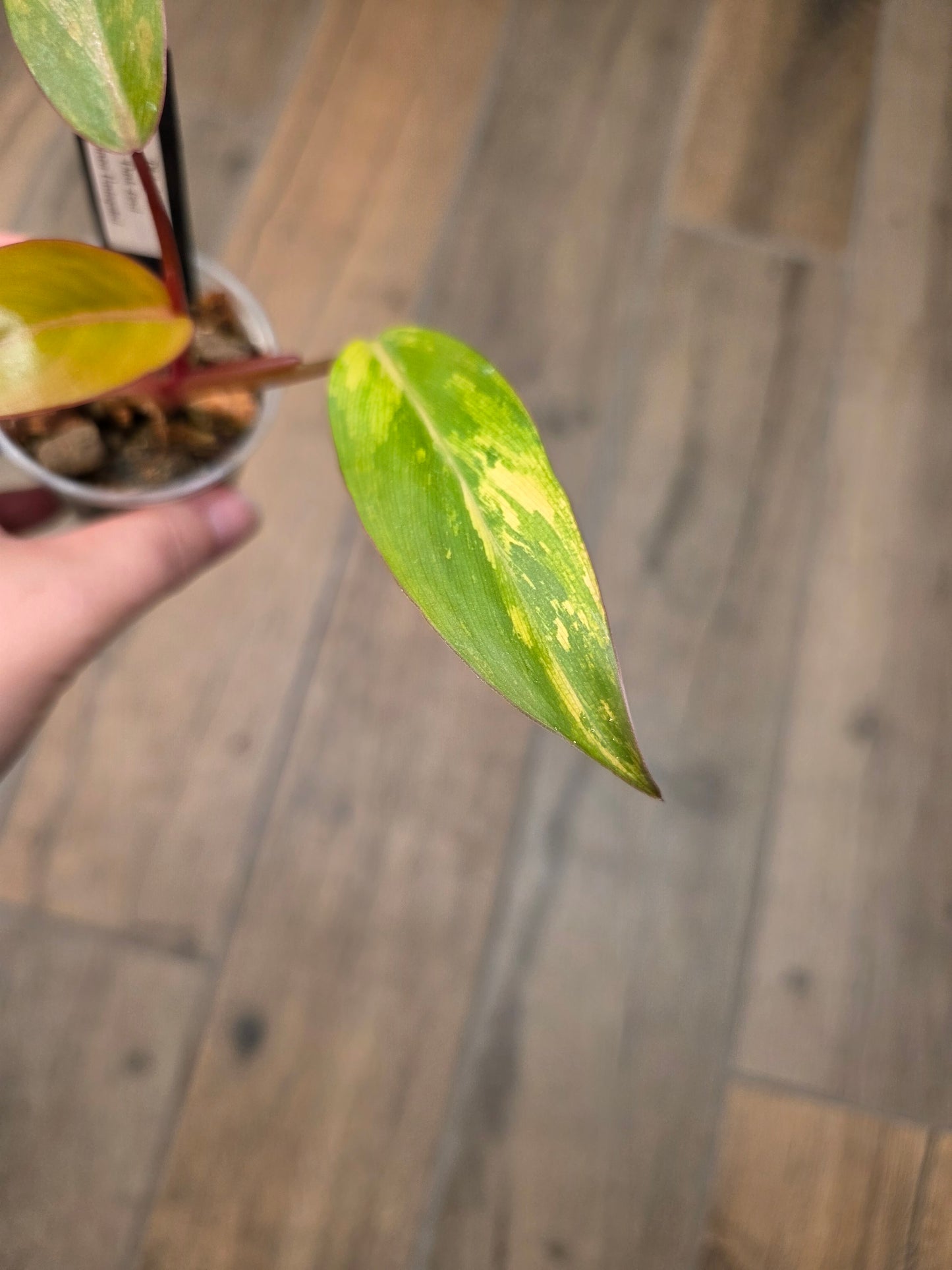 Philodendron Dark Lord Aurea Variegated