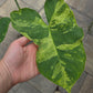 Xanthosoma Sagittifolium Variegated 'Mojito'