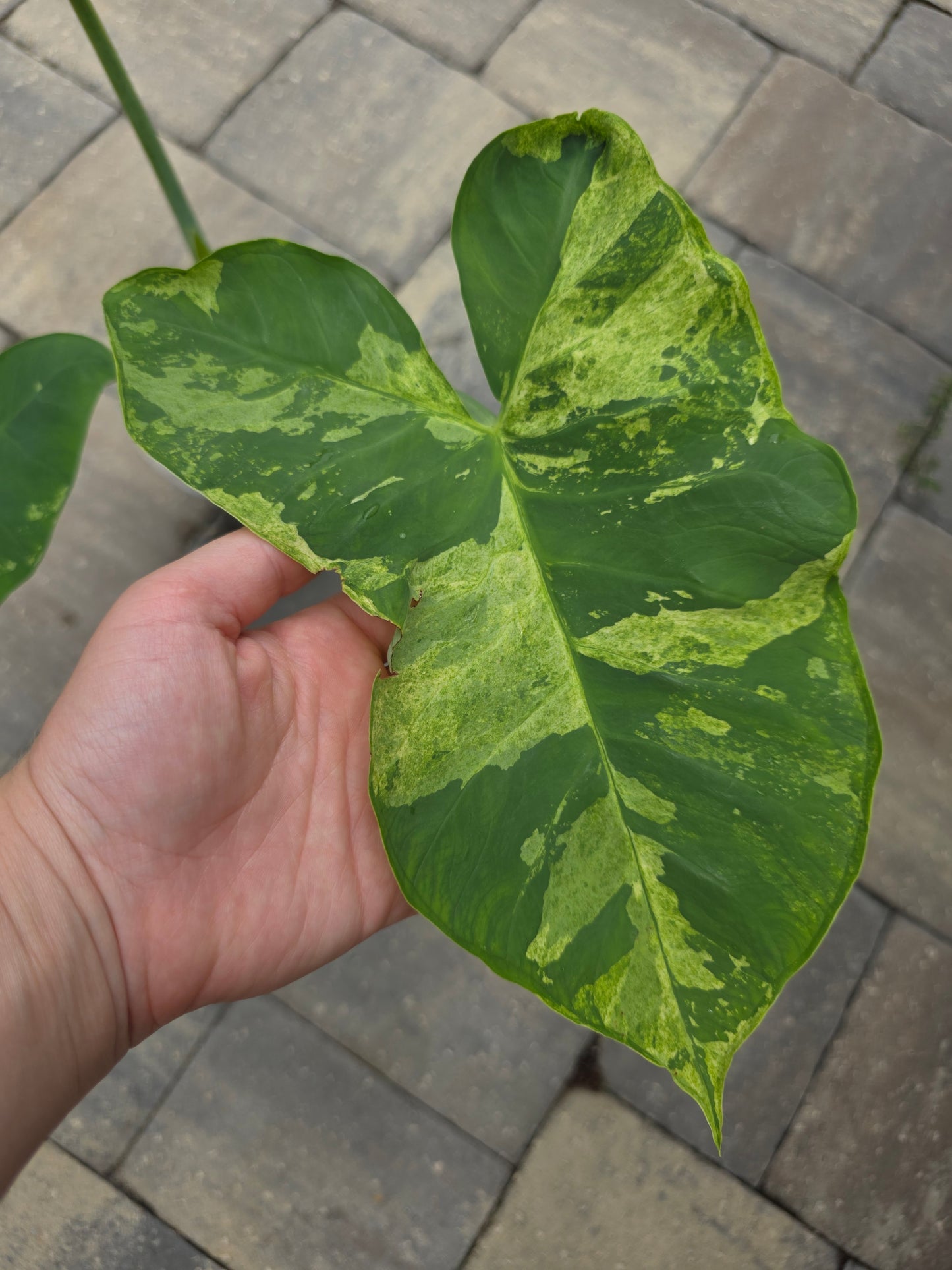 Xanthosoma Sagittifolium Variegated 'Mojito'