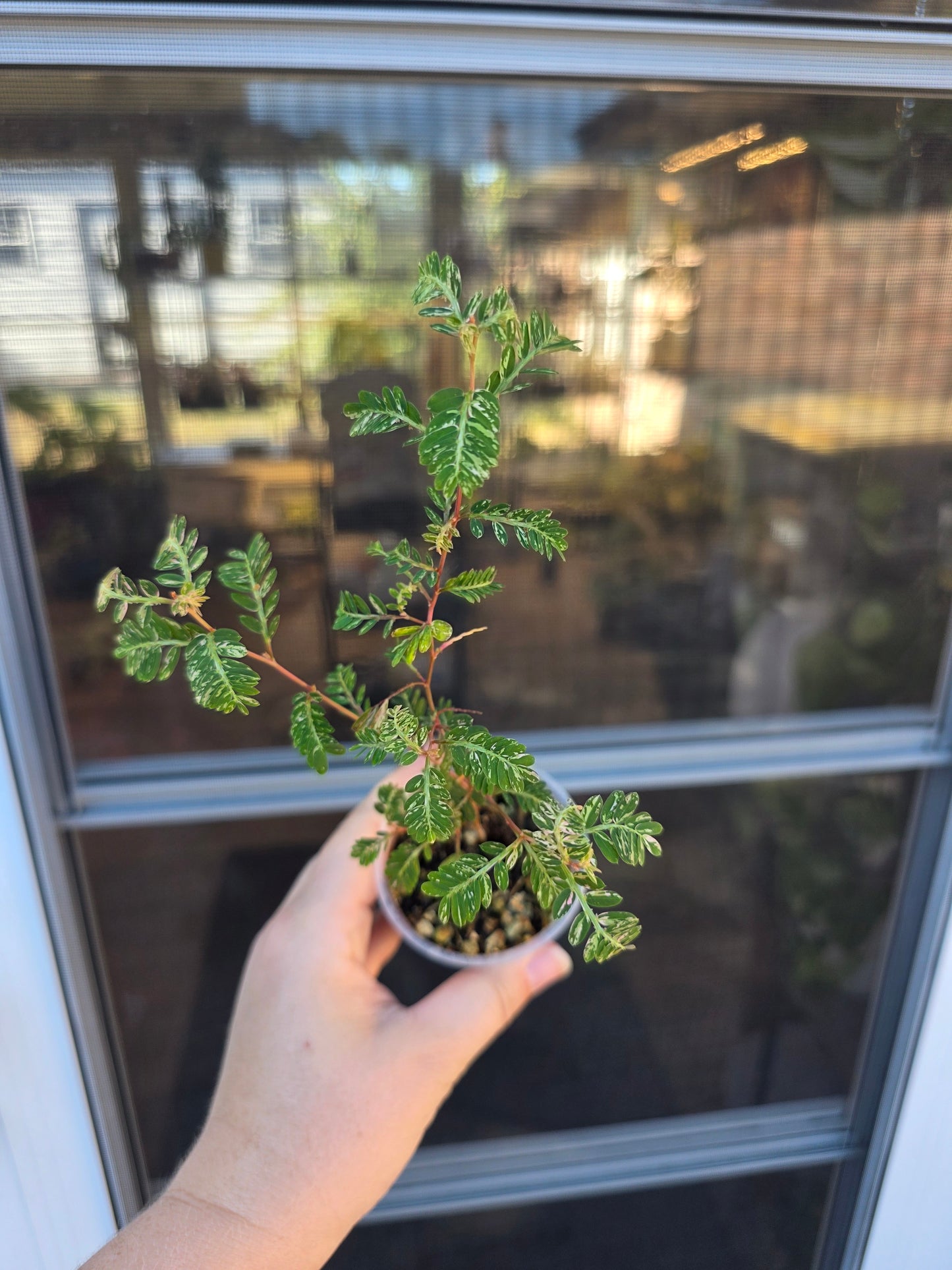 Phyllanthus Urinaria Variegated