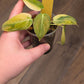 Philodendron Melanochrysum Orange/Pink Variegated