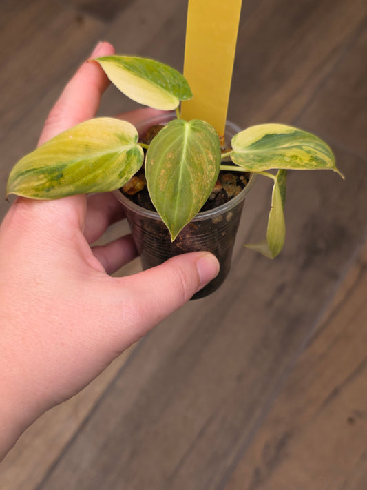 Philodendron Melanochrysum Orange/Pink Variegated