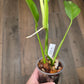Epipremnum Giganteum Blue Mint