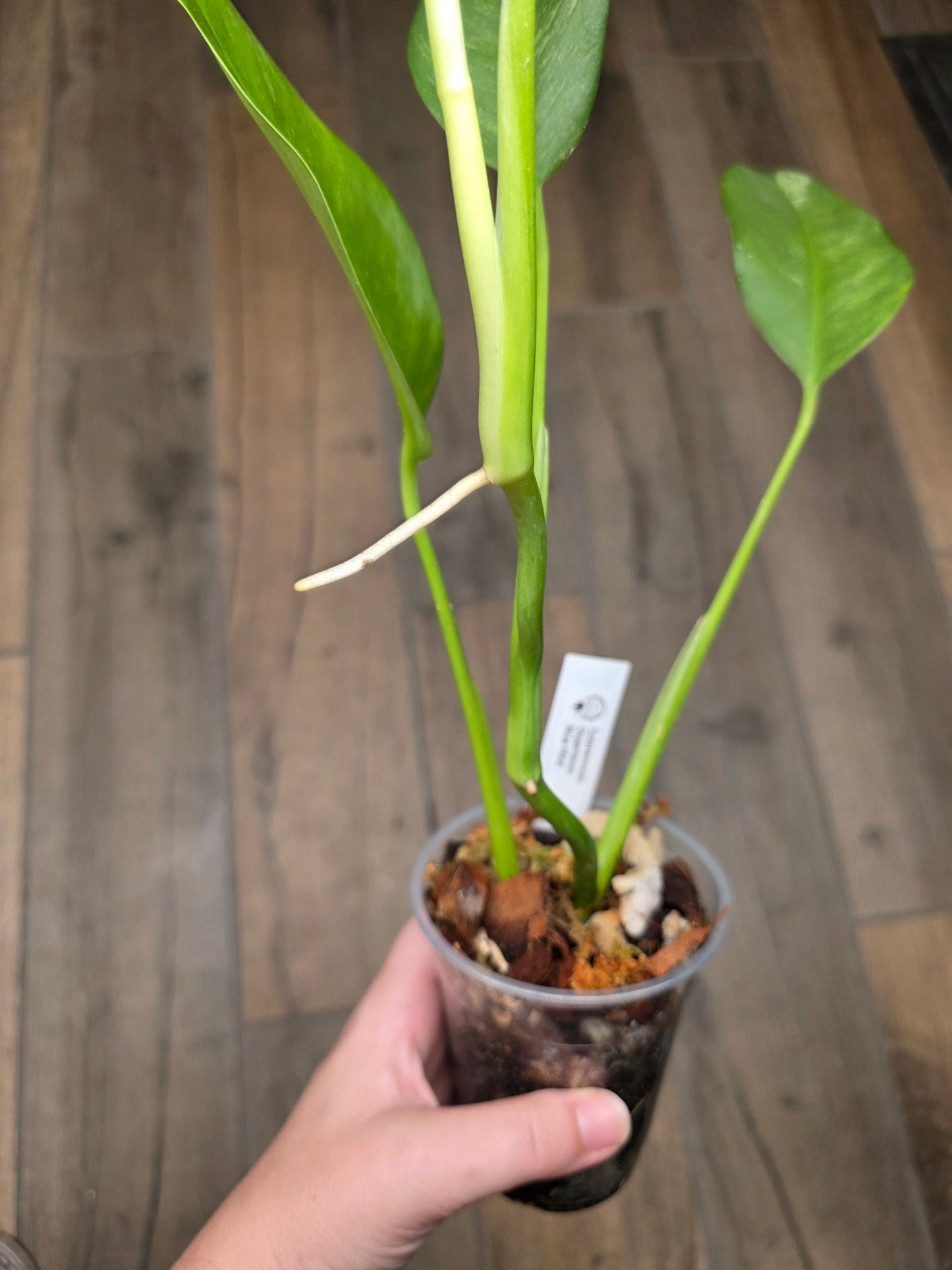 Epipremnum Giganteum Blue Mint