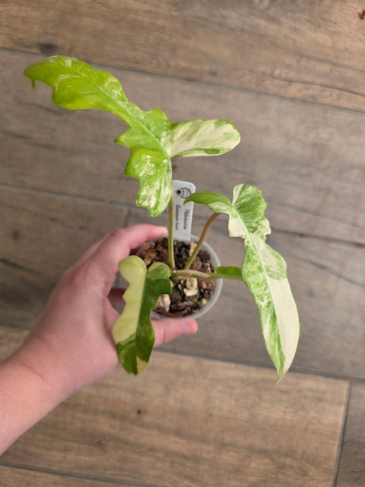 Philodendron Minnarum Aurea Variegata
