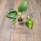 Homalomena Rubescens Aurea