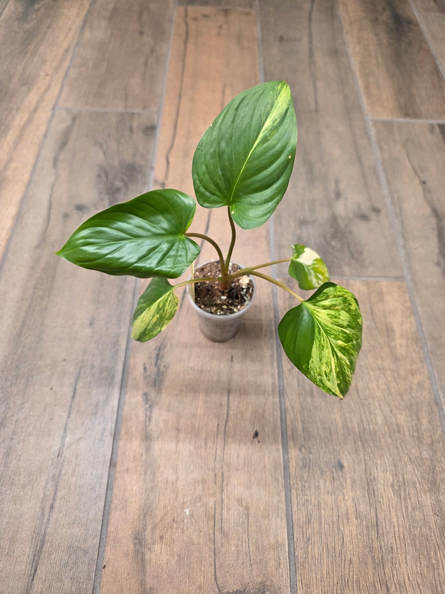 Homalomena Rubescens Aurea