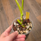 Monstera Aurea SF